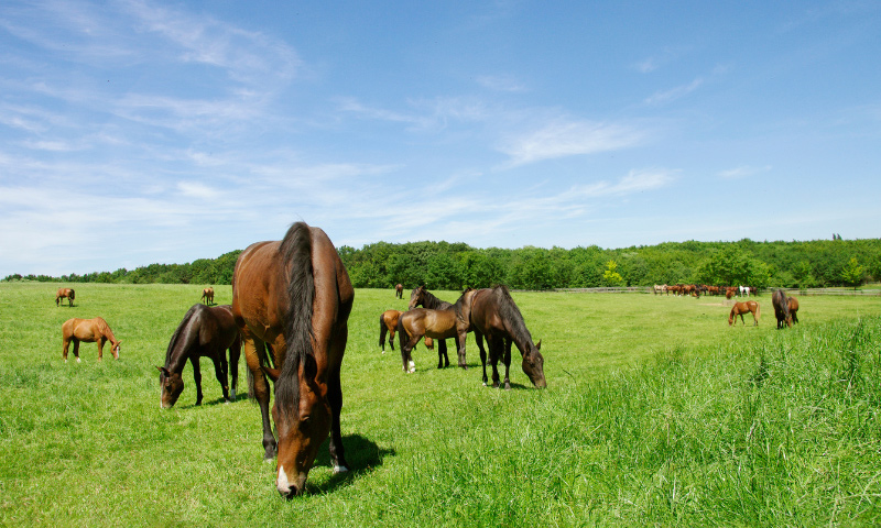 Establishing Healthy Pastures for Horses