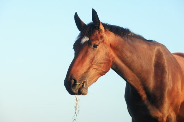 Is Your Horse At Risk Of Developing Bighead?