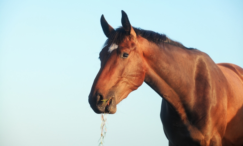 Is Your Horse At Risk Of Developing Bighead?