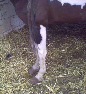 Boulet - Paddock Animal