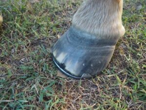 What Are The Most Common Signs Of Laminitis? - AgSolutions