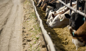 Bull Ration Ration Formulation - AgSolutions