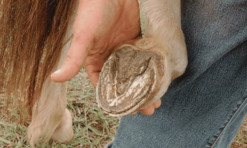 What Are The Most Common Signs Of Laminitis?