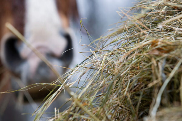 What To Feed Horses With Laminitis
