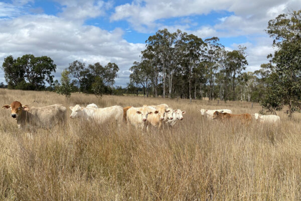 Grazing Management