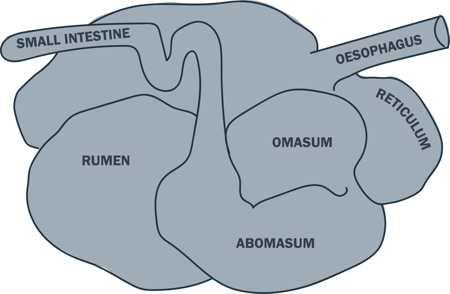 Basic Ruminant Anatomy - AgSolutions