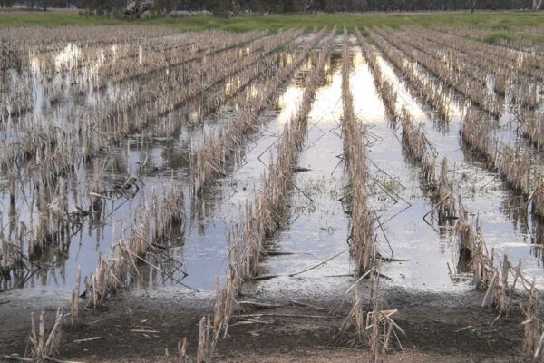Reviving Your Soil After Flooding: How to Rebuild Microbial Balance and Fertility