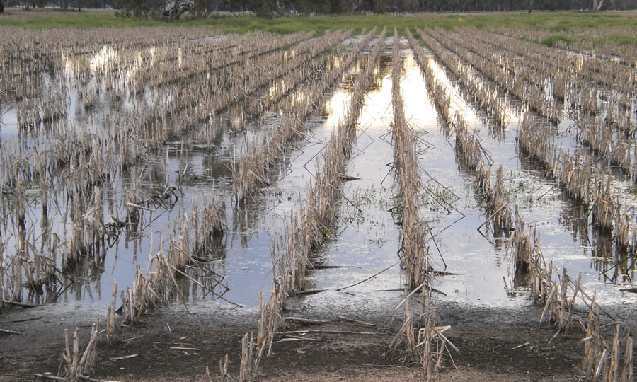Reviving Your Soil After Flooding: How to Rebuild Microbial Balance and Fertility