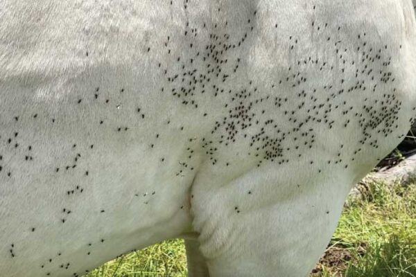 Buffalo Fly Management