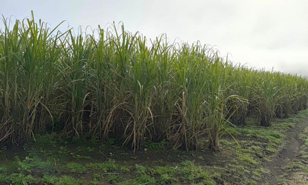 Early Results Show Increased Yield and CCS in Sugarcane Trials