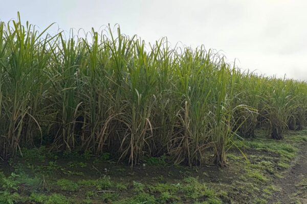 Early Results Show Increased Yield and CCS in Sugarcane Trials